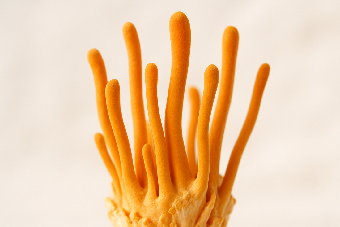 Cordyceps for Energy Without Caffeine: A Natural Alternative for Exhausted Women