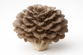 Maitake