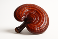 Reishi