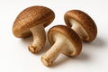 Shiitake