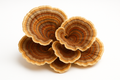 Turkey Tail